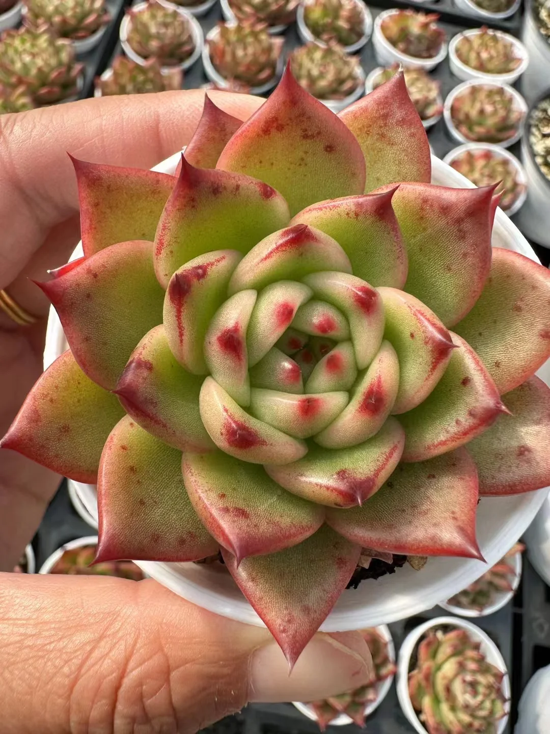 plant Aeonium Echeveria Haworthia  Caudex  Lithops Cactus  Agave 