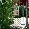 Brush Teeth Cat - Metal Tin Signs(8*12Inch/12*16Inch) - Animal