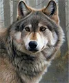 Wolf | Full Square Diamond Painting Kits