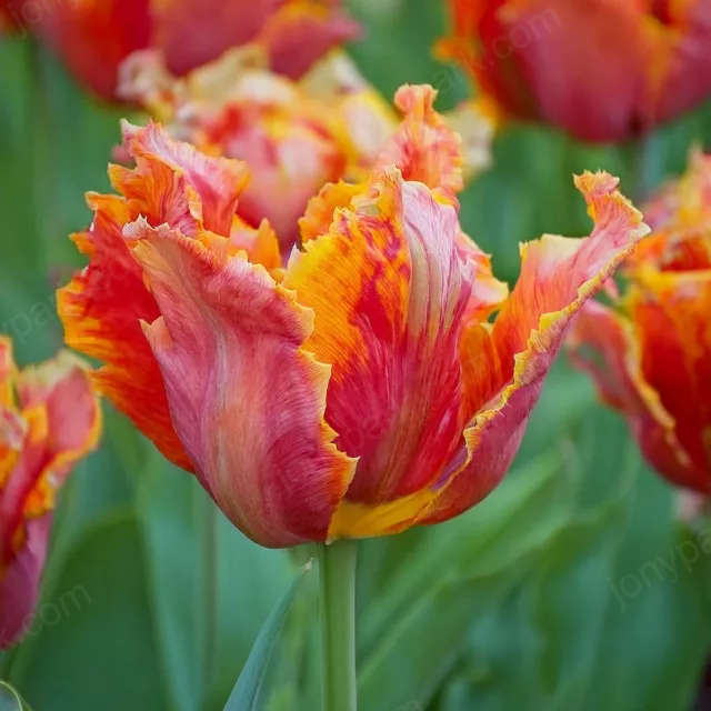 💚 HEIRLOOM PARROT Tulip Flower Seeds * Dazzling & Exotic * Jonyparkseed®