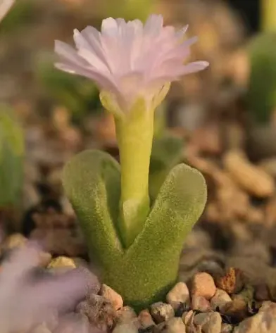 plant Aeonium Echeveria Haworthia  Caudex  Lithops Cactus  Agave 