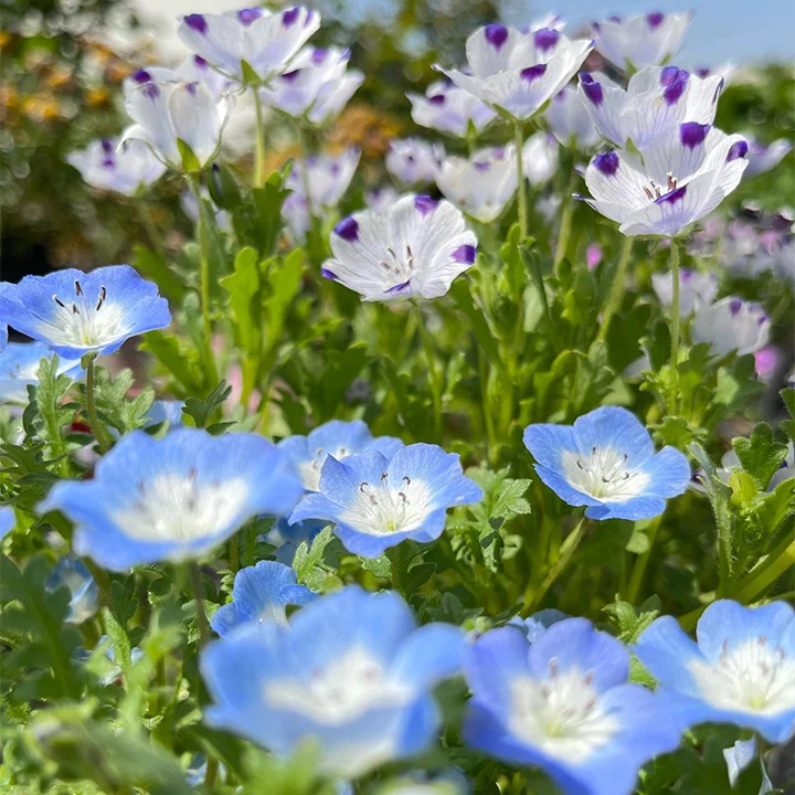 💙Baby-Blue-Eyes Seeds—Sky Color