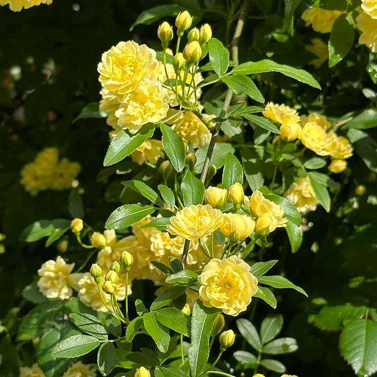 Enchanting Banksia Rose💐Seeds-Symbols of Love and Loyalty