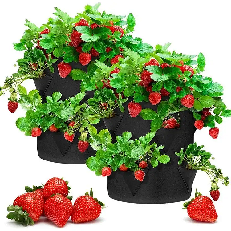 Strawberry Planters Indoor & Outdoor Planter Bags