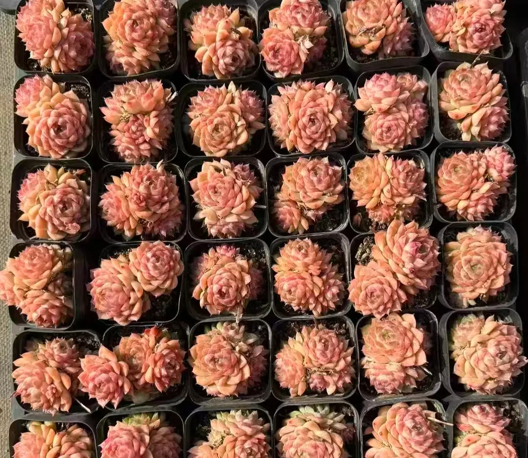 plant Aeonium Echeveria Haworthia  Caudex  Lithops Cactus  Agave 