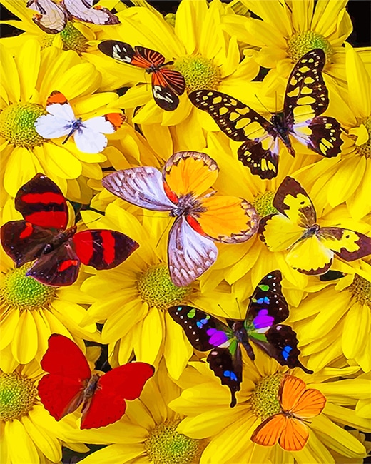 

Butterflies Yellow Flowers – Paint By Numbers - 40*50CM, 501 Original