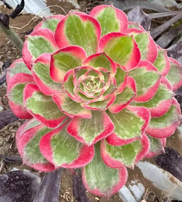 plant Aeonium Echeveria Haworthia  Caudex  Lithops Cactus  Agave 