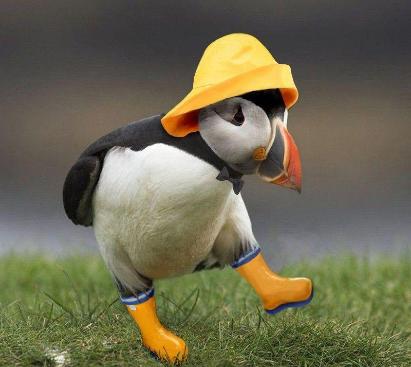 baby puffin