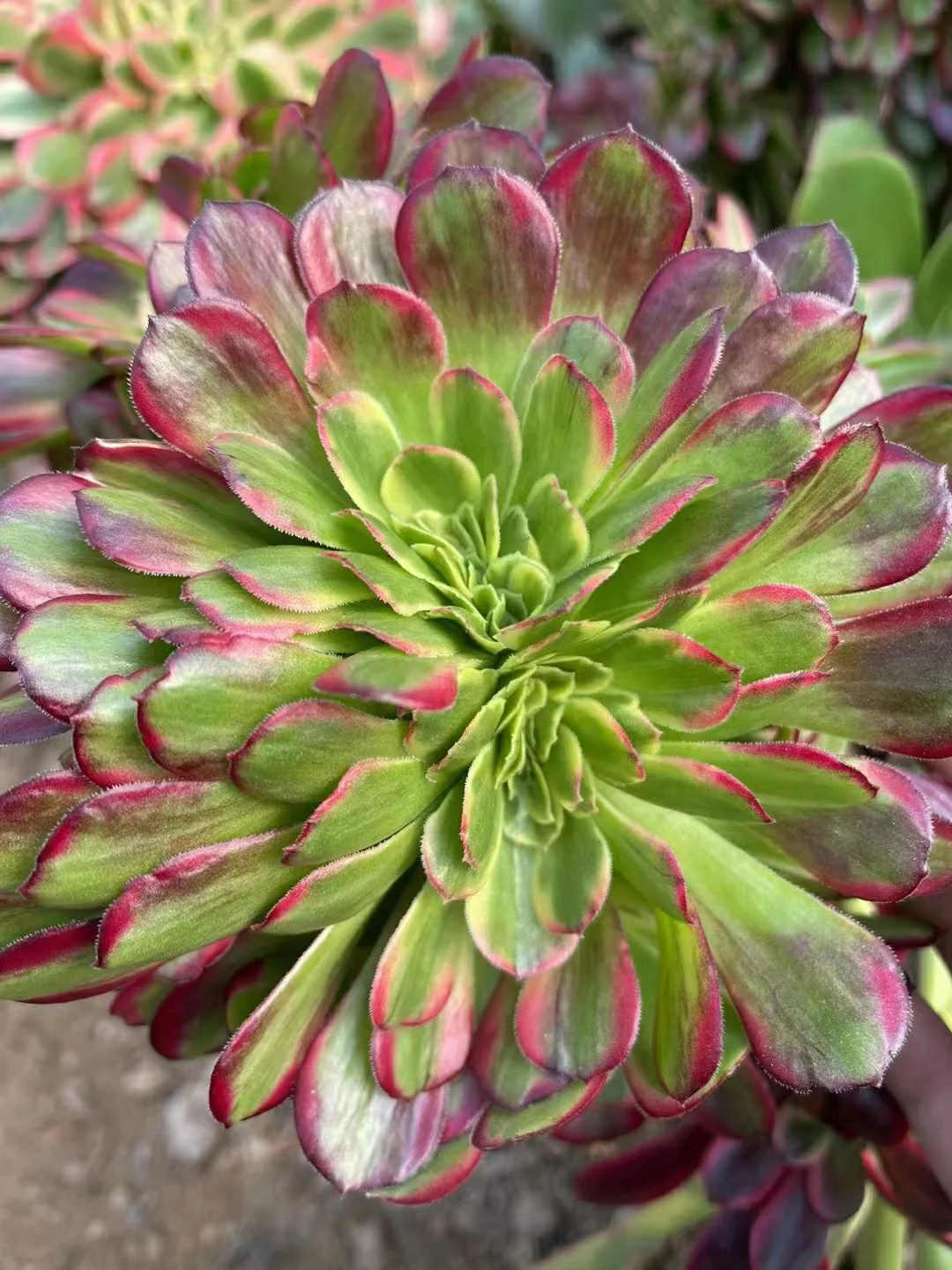 plant Aeonium Echeveria Haworthia  Caudex  Lithops Cactus  Agave 