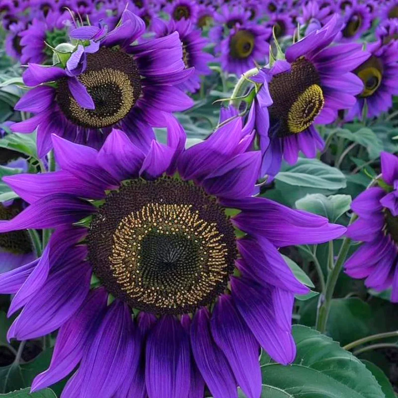 Sunflower ‘Violet Majesty’