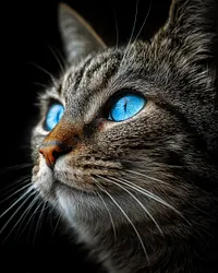 Blue Eyes Cat - Diamond Painting