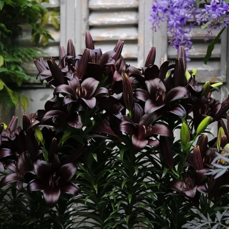 Dark Brown-Rare Exquisite Lily Bulbs 🌸