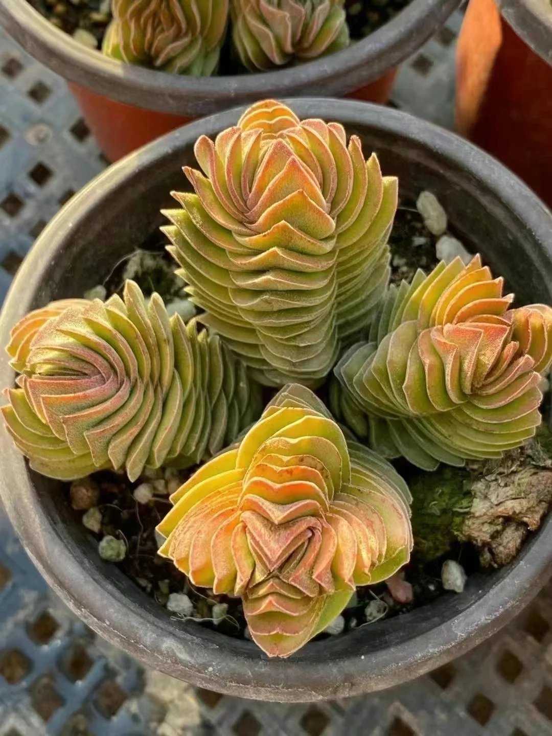 plant Aeonium Echeveria Haworthia  Caudex  Lithops Cactus  Agave 