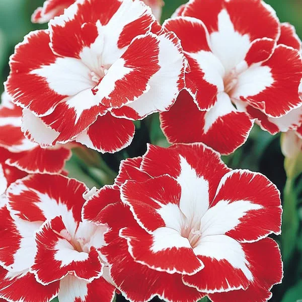 Dianthus Barbatus🌸Seeds