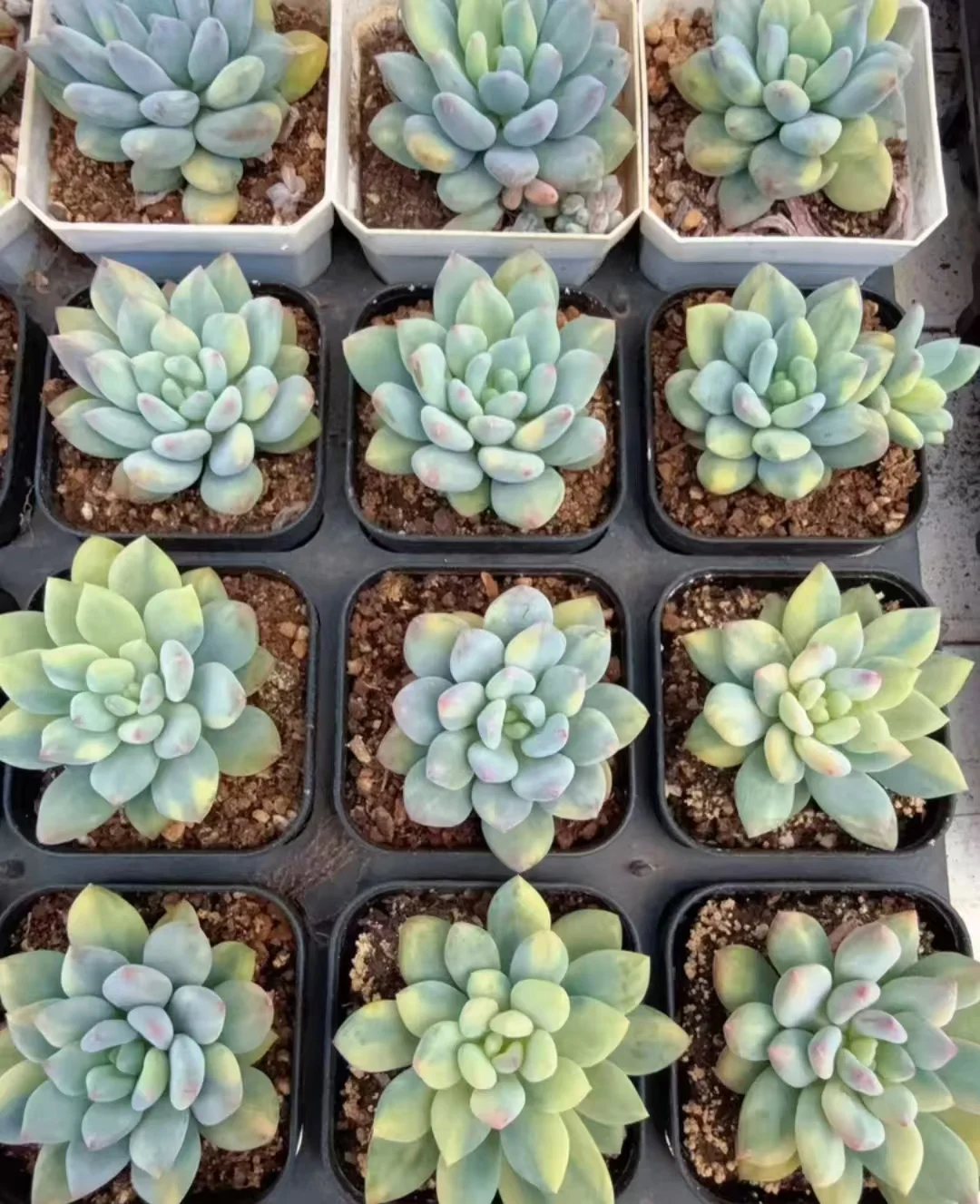 plant Aeonium Echeveria Haworthia  Caudex  Lithops Cactus  Agave 