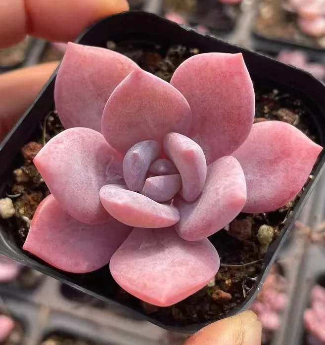 plant Aeonium Echeveria Haworthia  Caudex  Lithops Cactus  Agave 