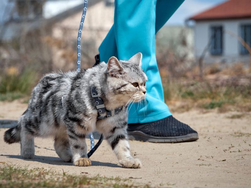 salfse cat harness