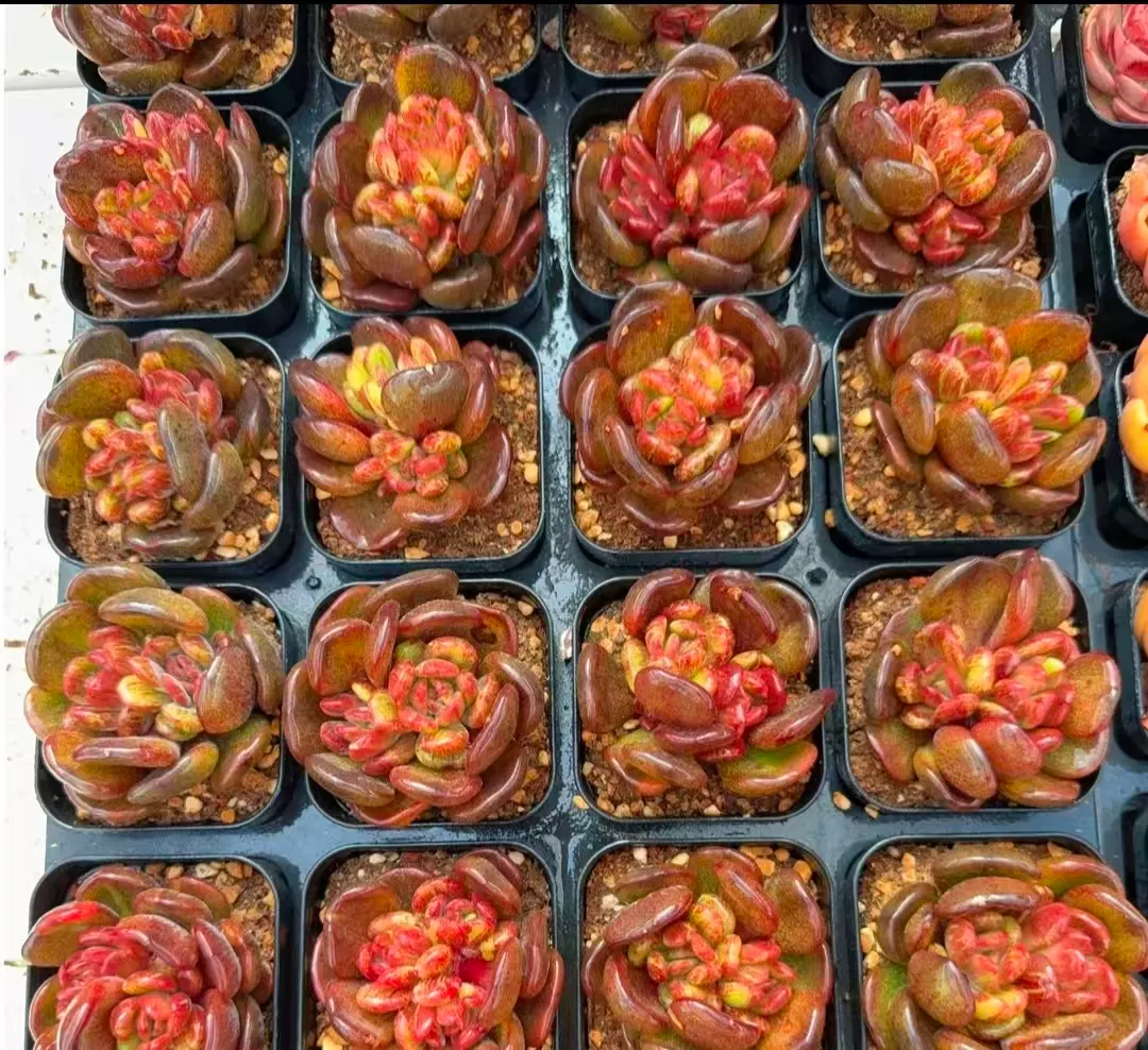 plant Aeonium Echeveria Haworthia  Caudex  Lithops Cactus  Agave 