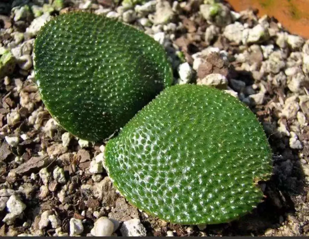 plant Aeonium Echeveria Haworthia  Caudex  Lithops Cactus  Agave 