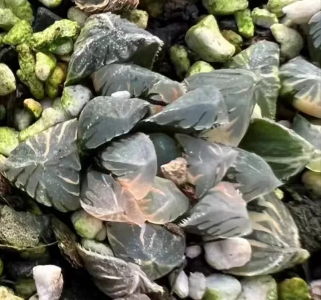 1022.Haworthia 'Hirose Obtusa' Visit Variegated 3-4cm/ Haworthia/ Succulent plants / Garden landscape / Carefully select healthy plants