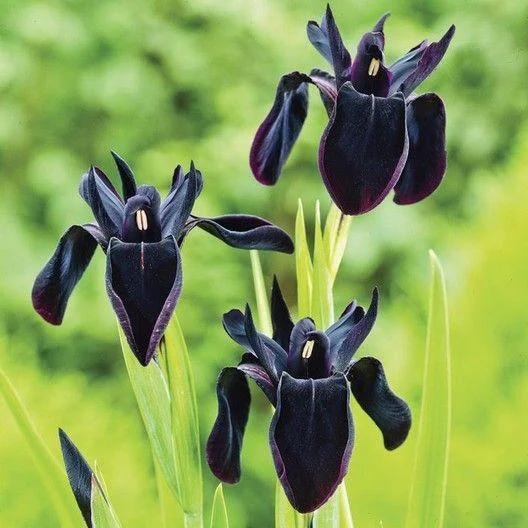 SIBERIAN IRIS ROOTS (FALL-PLANTED) - BLACK FLOWERED