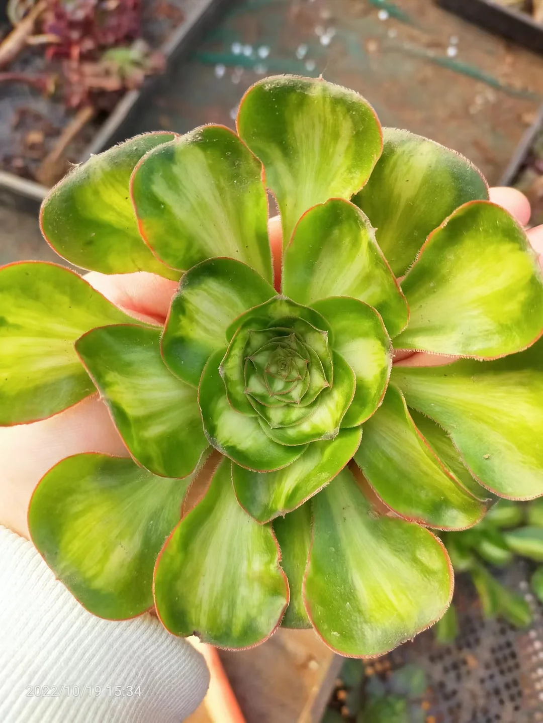 plant Aeonium Echeveria Haworthia  Caudex  Lithops Cactus  Agave 