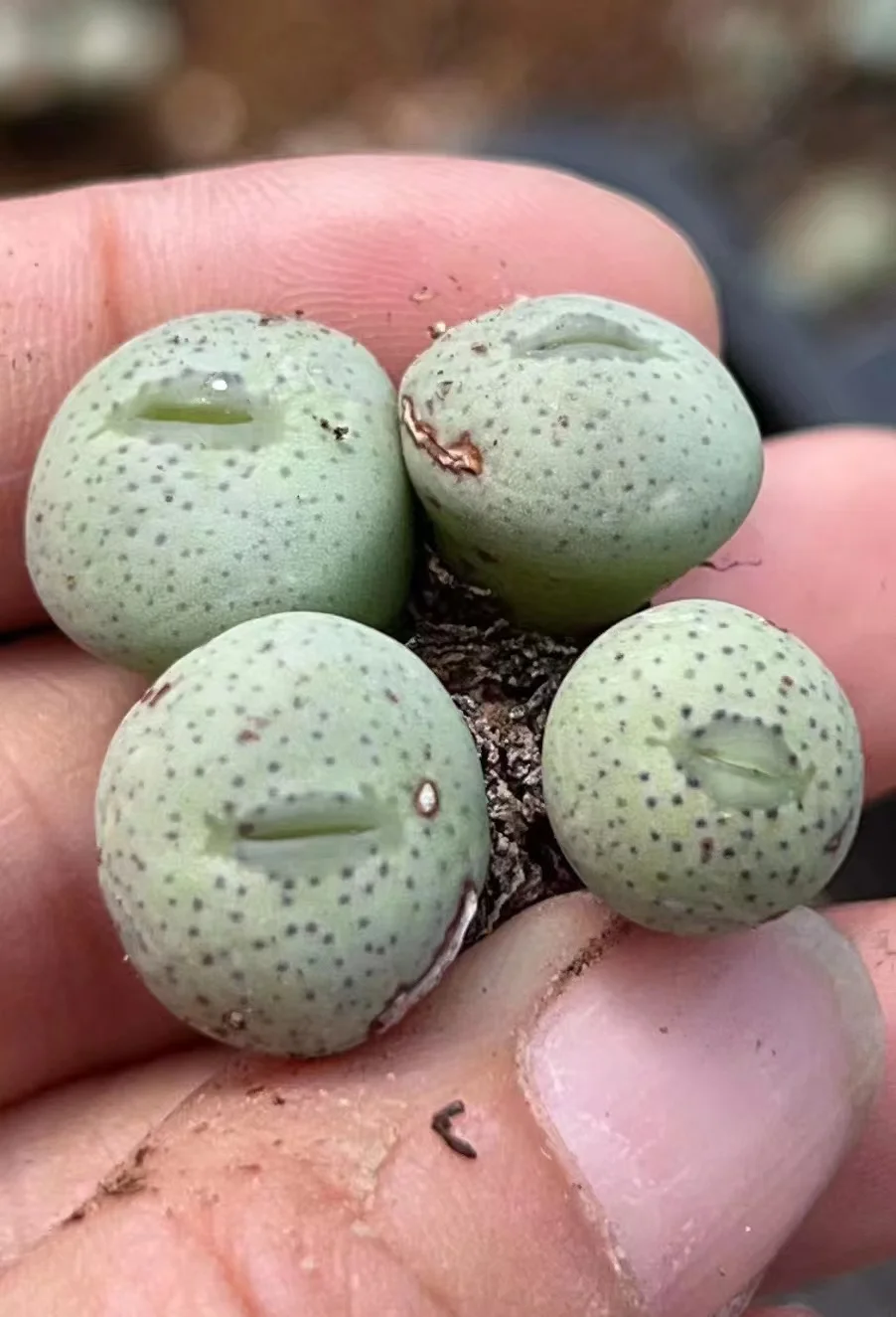 plant Aeonium Echeveria Haworthia  Caudex  Lithops Cactus  Agave 