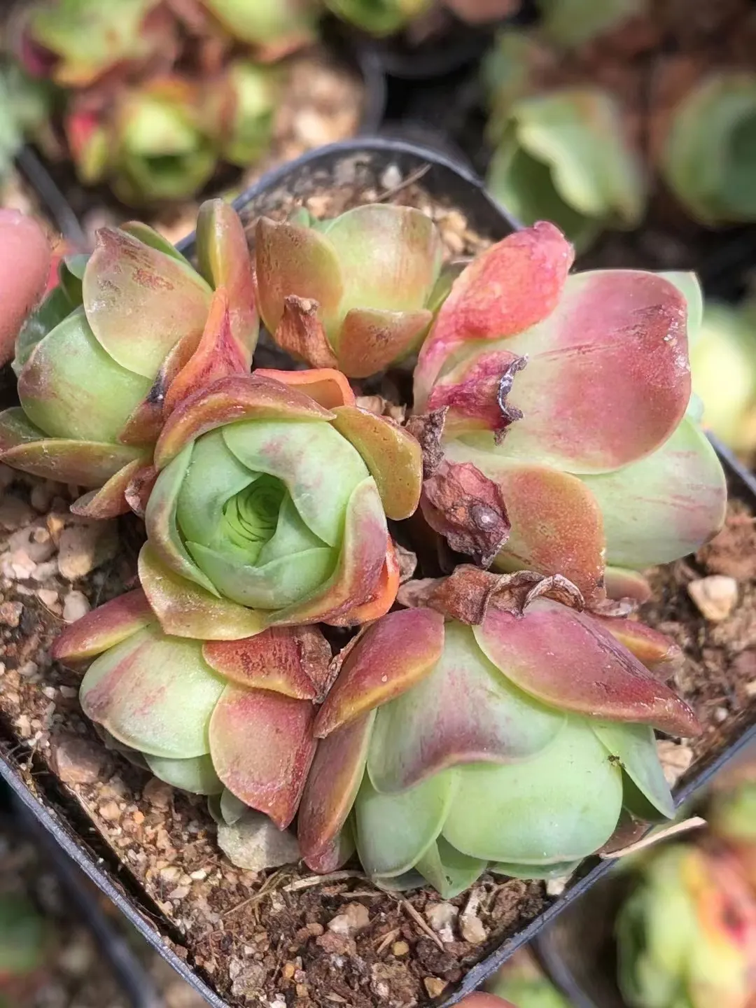 plant Aeonium Echeveria Haworthia  Caudex  Lithops Cactus  Agave 