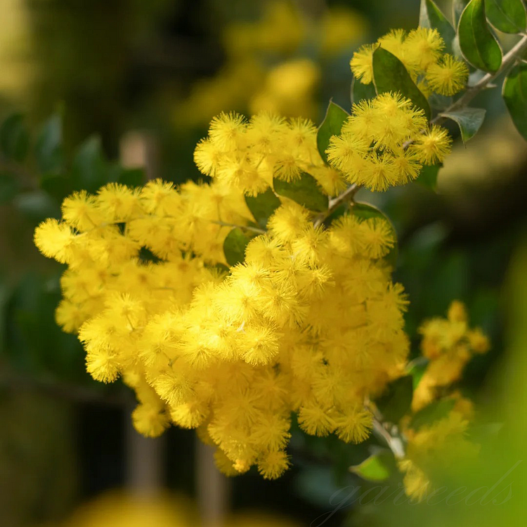 🌾Cootamundra Wattle Flower Seeds