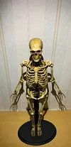 1/6 scale (approximately 12 inches) movable human skeleton model