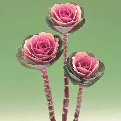 Ornamental Kale Cut Flower Collection Seed