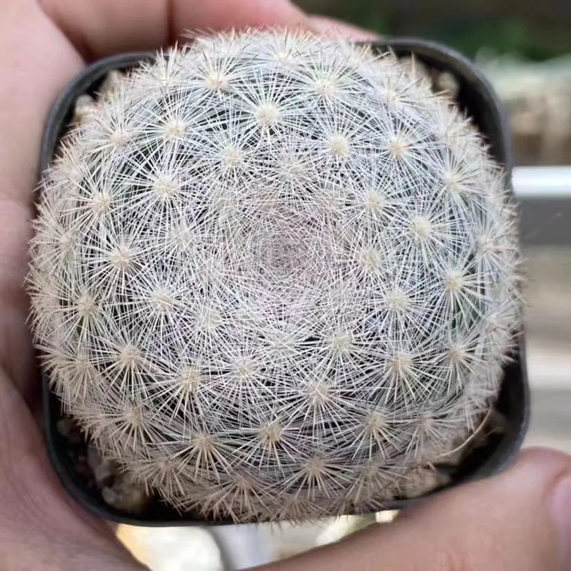 plant Aeonium Echeveria Haworthia  Caudex  Lithops Cactus  Agave 