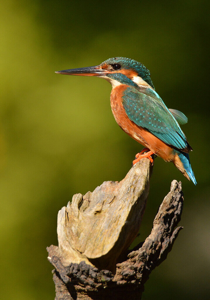 Kingfisher wildlife 12x8 inch print picture