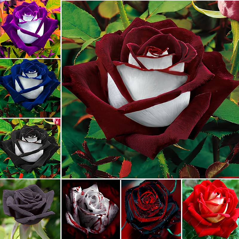 Black Dahlia Flower Seeds