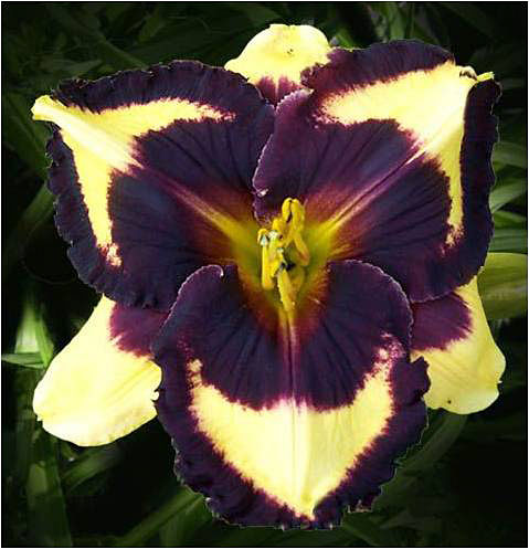 Daylily Hybrid Flowers Seeds, Hemerocallis Hybrid, 20pcs/pack