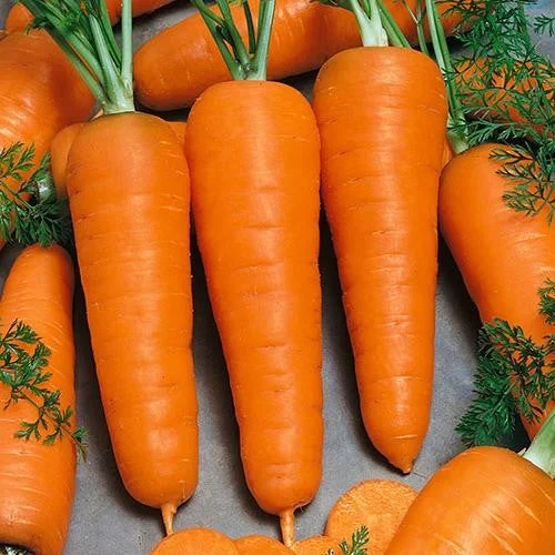 Carrot Royal Chantenay