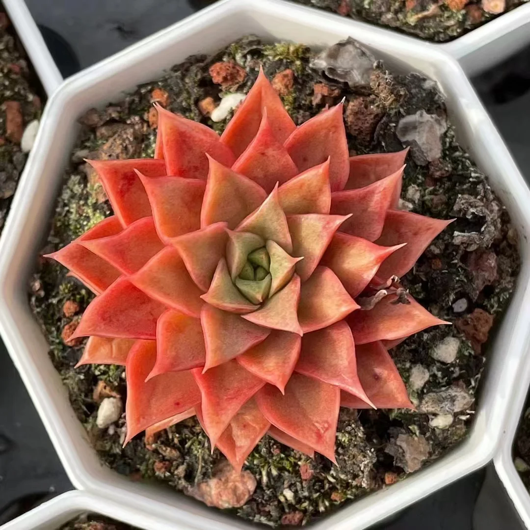 plant Aeonium Echeveria Haworthia  Caudex  Lithops Cactus  Agave 