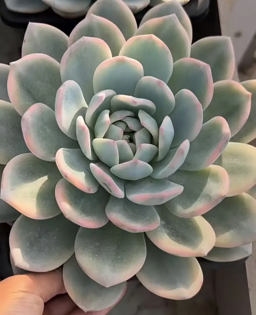 plant Aeonium Echeveria Haworthia  Caudex  Lithops Cactus  Agave 