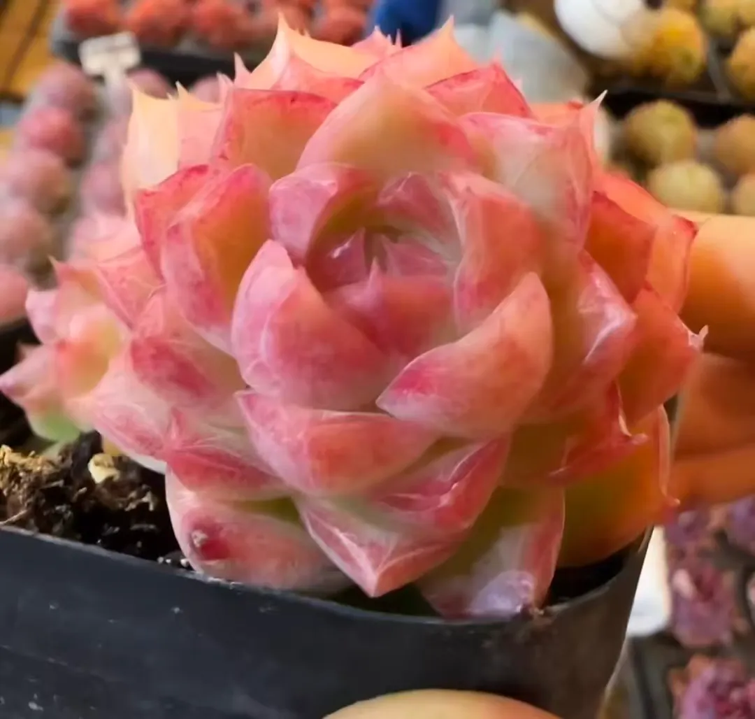 plant Aeonium Echeveria Haworthia  Caudex  Lithops Cactus  Agave 