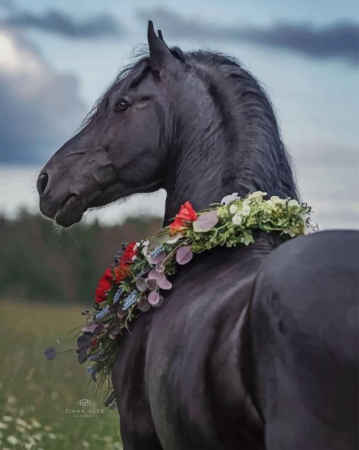 

Black Horse – Paint By Numbers - 40*50CM, 501 Original