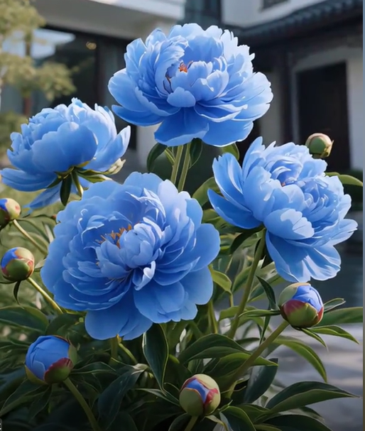 Blue Peony Seeds &ndash; Symbol of luck and wealth