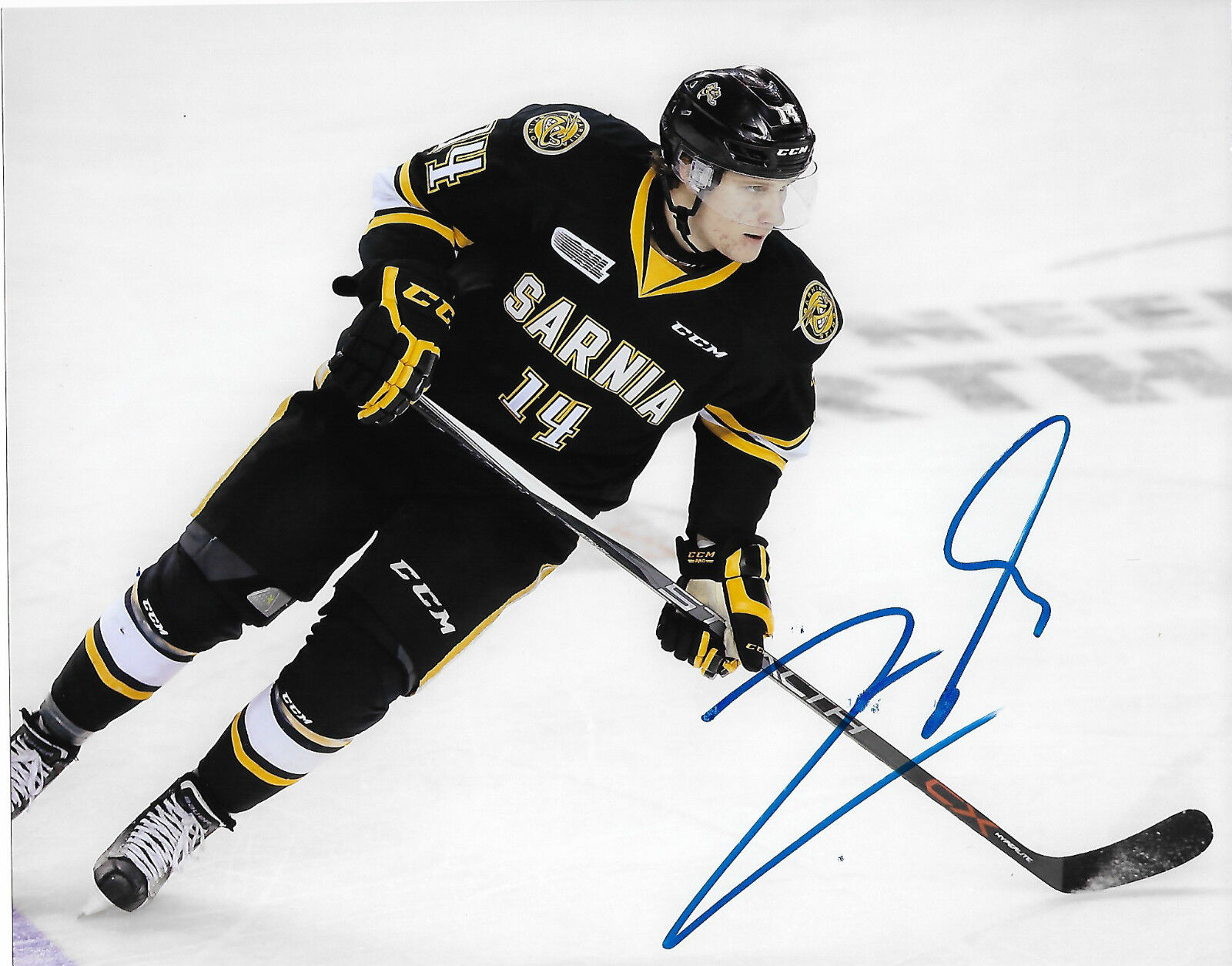 Sarnia Sting Pavel Zacha Signed Autographed 8x10 NHL Photo Poster painting COA GOAL C