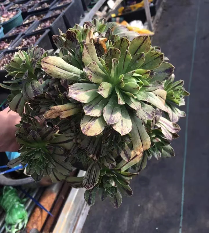 plant Aeonium Echeveria Haworthia  Caudex  Lithops Cactus  Agave 