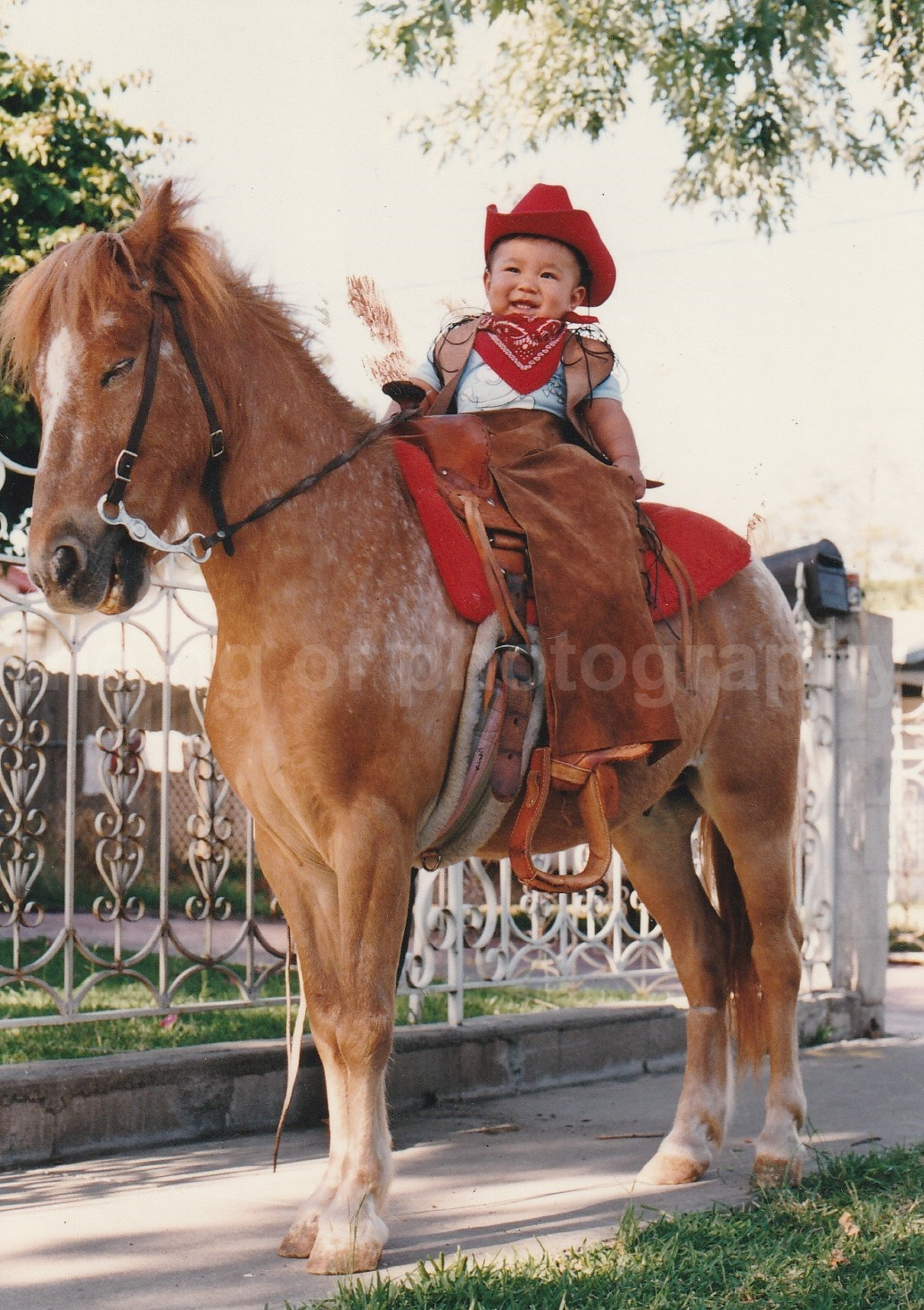 PONY BOY FOUND Horse Photo Poster painting COLOR Snapshot Photo Poster paintingGRAPHYM 82 20