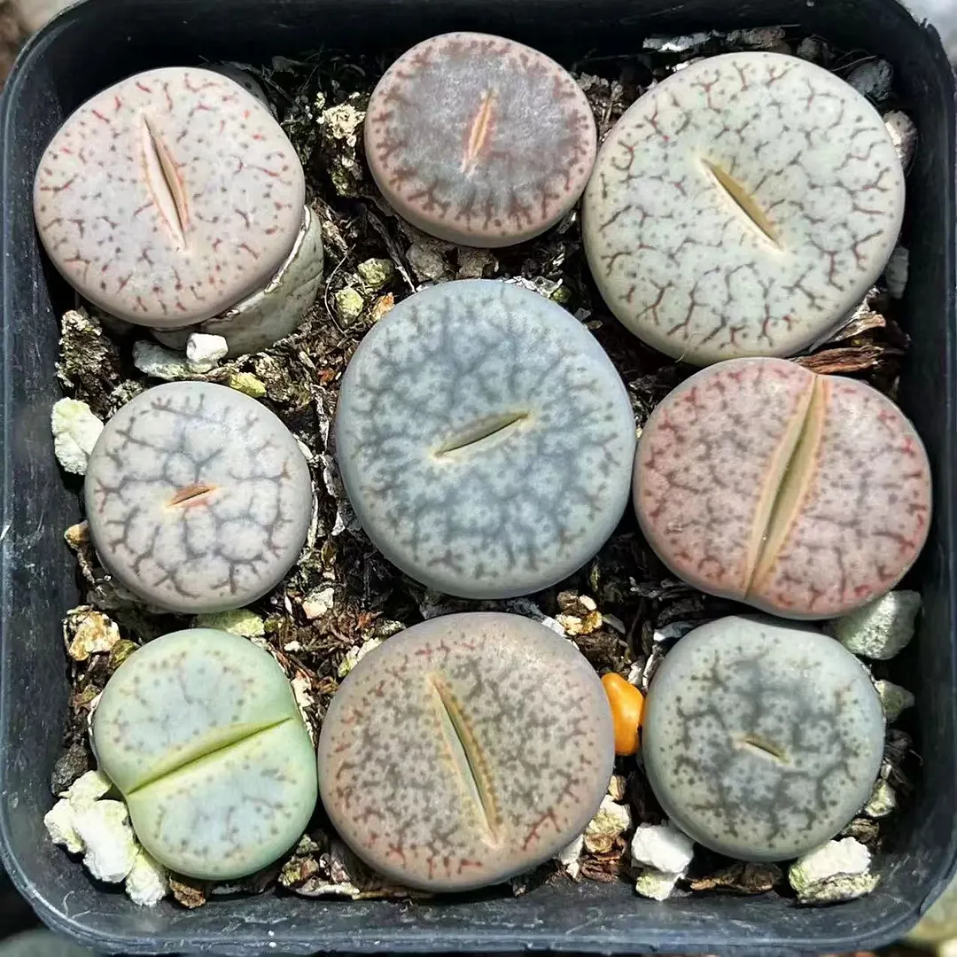 plant Aeonium Echeveria Haworthia  Caudex  Lithops Cactus  Agave 