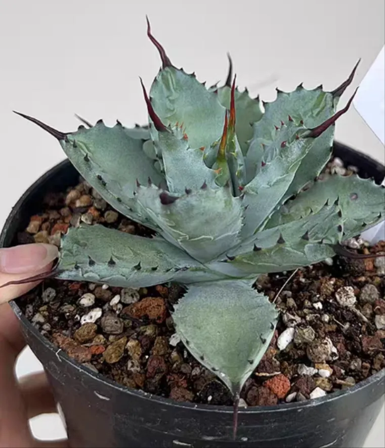 plant Aeonium Echeveria Haworthia  Caudex  Lithops Cactus  Agave 