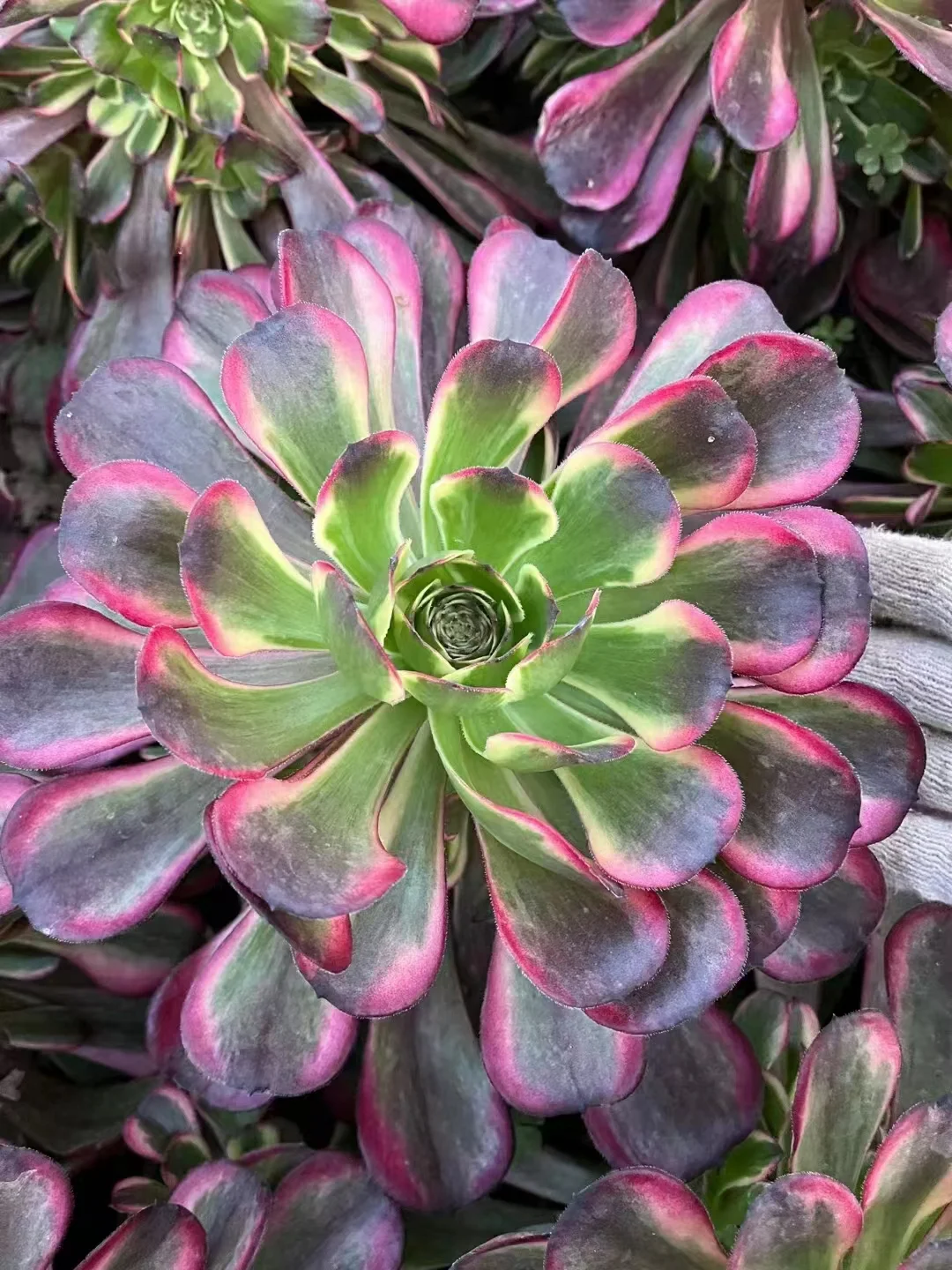 176.  Moya  . single head and cutting / Aeonium  / Succulent plants / Garden landscape / Carefully select healthy plants