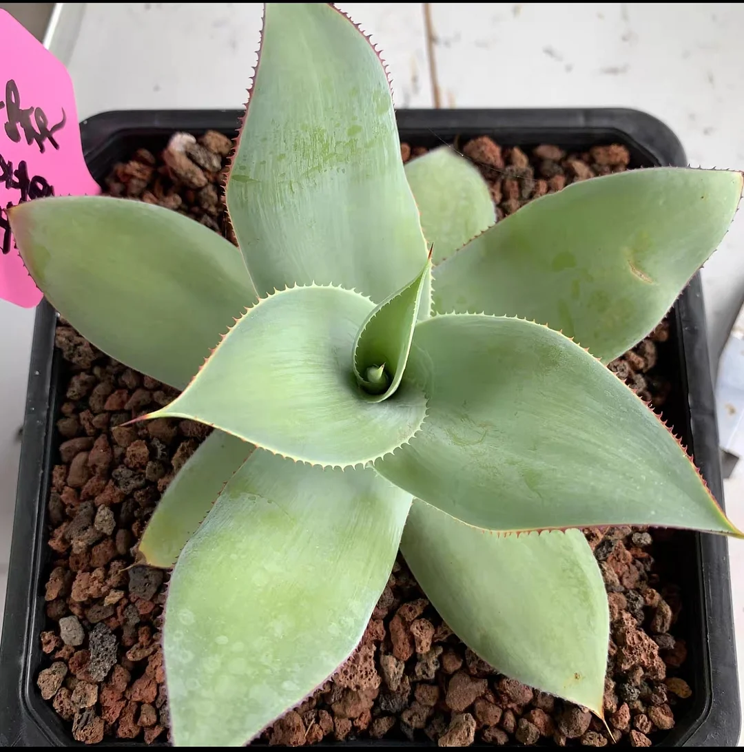 plant Aeonium Echeveria Haworthia  Caudex  Lithops Cactus  Agave 