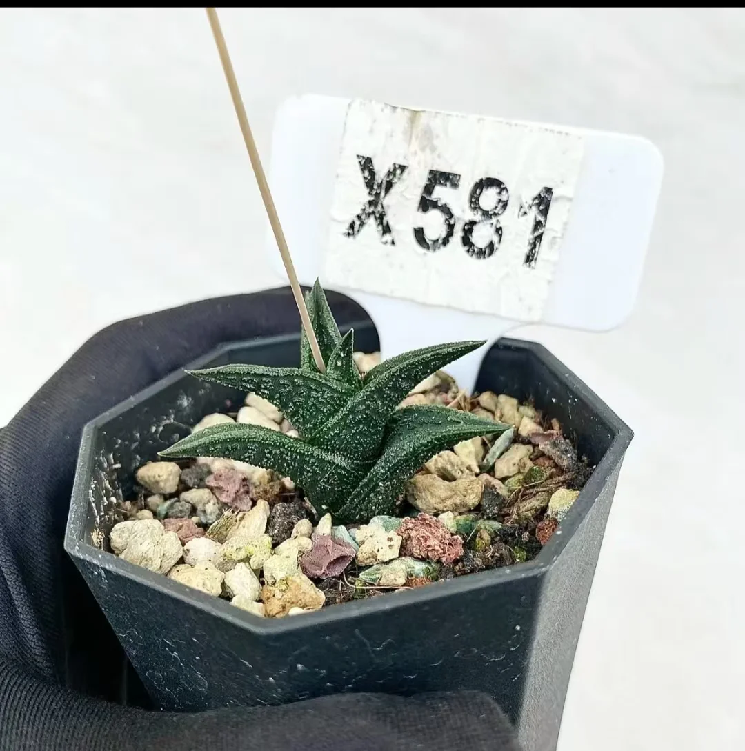 plant Aeonium Echeveria Haworthia  Caudex  Lithops Cactus  Agave 