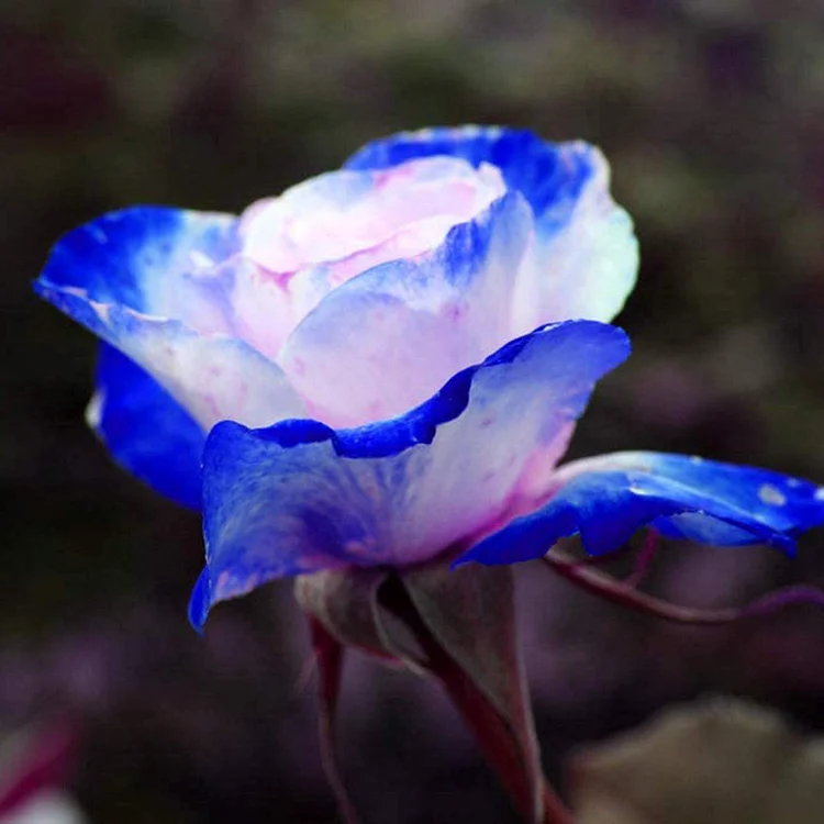 バッグ Rose H!Baby Shabetpoa Primaer4 Rare Bag Blue Pink Rose Seeds Scented Plants Flowers
